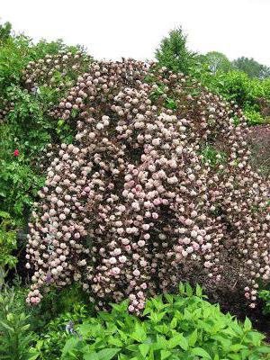 Pustyrupodnik luteus plantation et soins