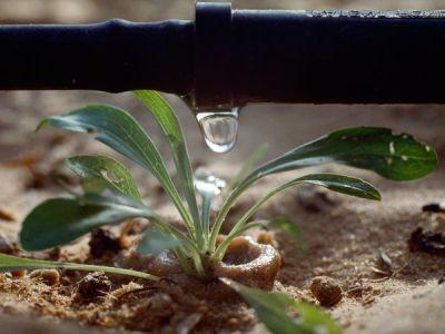 Système d'arrosage goutte à goutte sur le terrain de jardin