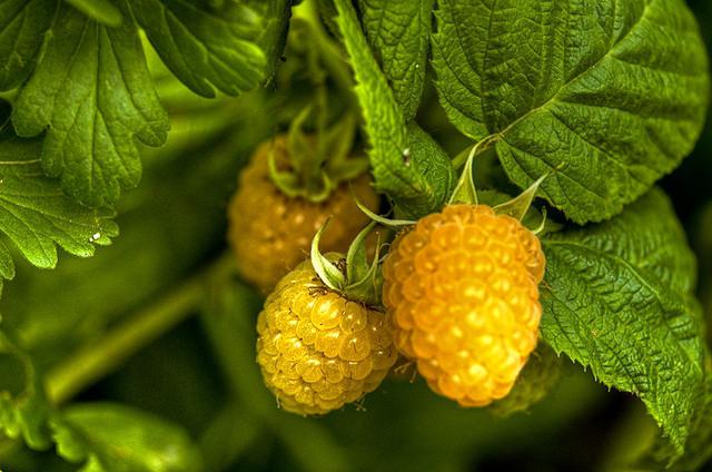 Framboises jaunes sucrées et saines