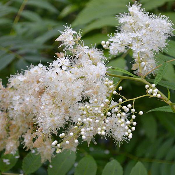 Plantation et entretien des feuilles