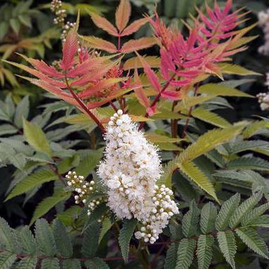 Spirea rowanberry description