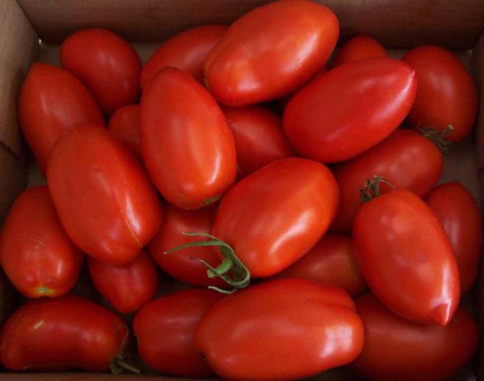 Bougies écarlates à la tomate: Description de la variété