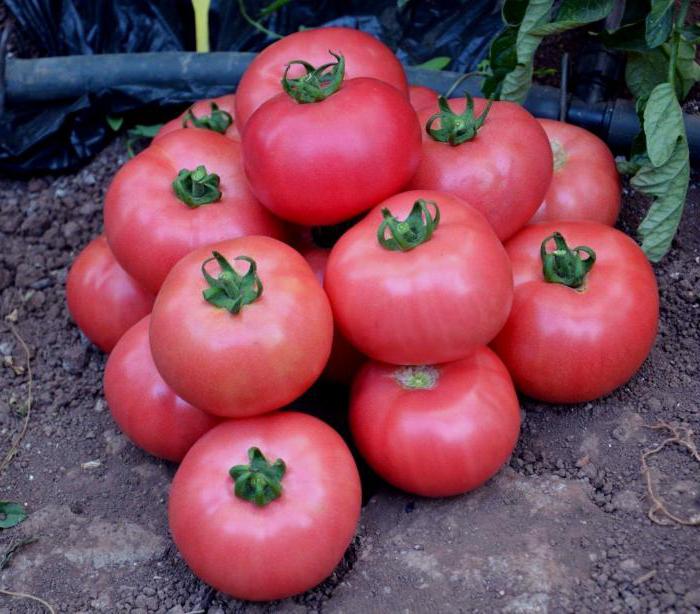 tomate rose paradis f1 avis