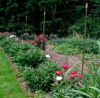 Pivoine arbustive et arborescente: Multiplication de plusieurs façons