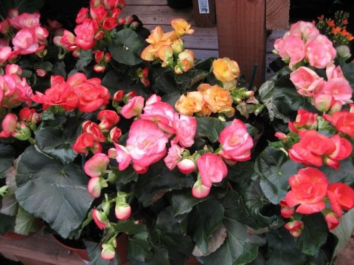 Nous décorons l'intérieur: quelle fleur d'intérieur fleurie choisir pour une pépinière