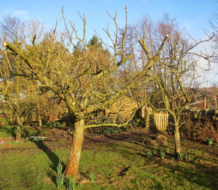 Traitement de printemps des jardins avec du sulfate de fer. Traitement de printemps du jardin d'urée