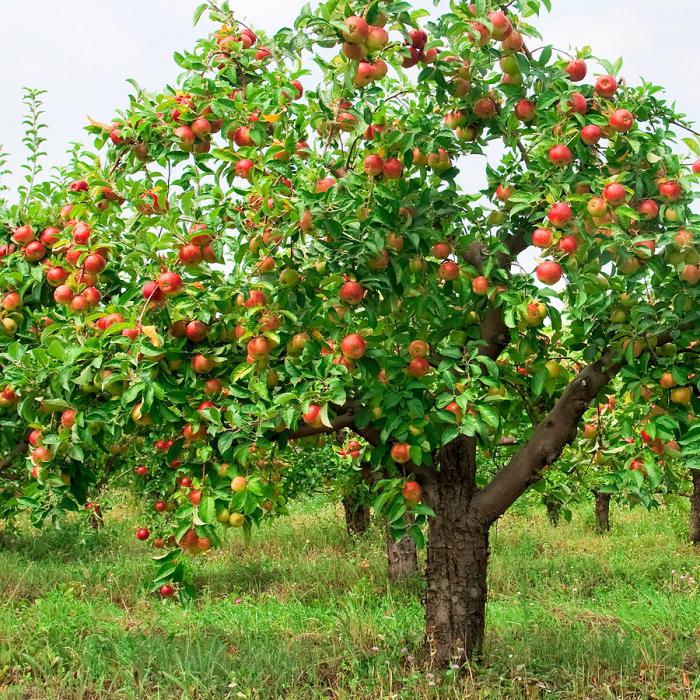 Florin Apple Tree Photo