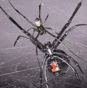 Savez-vous à quoi rêve une grosse araignée noire?