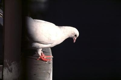 Signes Les pigeons sont assis sur le rebord de la fenêtre - qu'est-ce que cela veut dire?