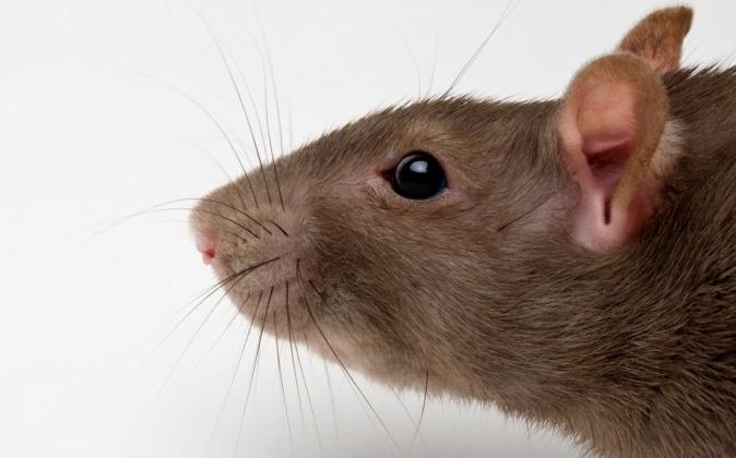 Rêve interprétation: qu'est-ce que cela signifie si le rat a rêvé?