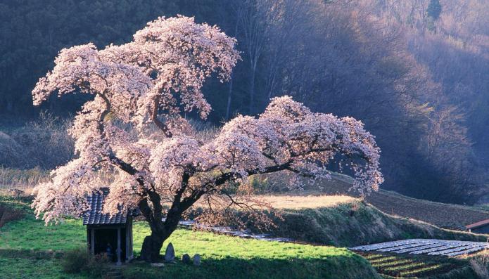 Rêve: un arbre en fleurs est un signe de chance