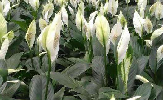 spathiphyllum photo de signes de bonheur féminin et de superstitions