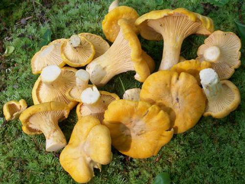 recette de roe chanterelle