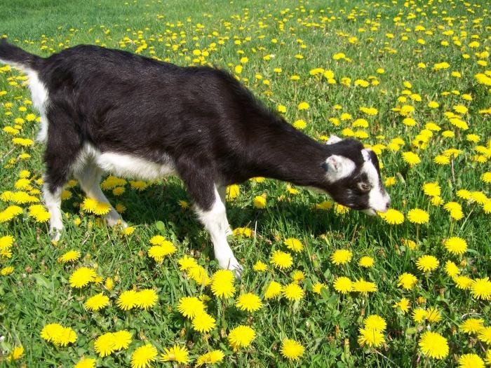 vous pouvez donner du lait de chèvre à l'enfant