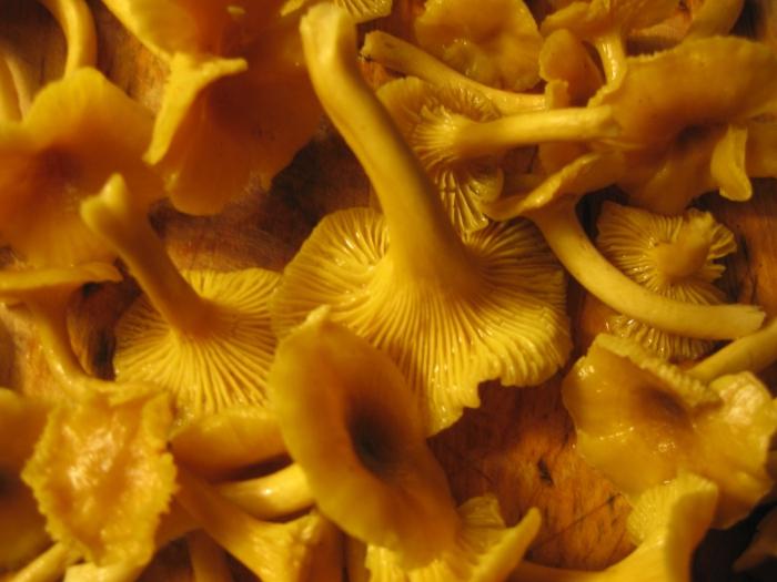 Comment congeler les chanterelles pour l'hiver