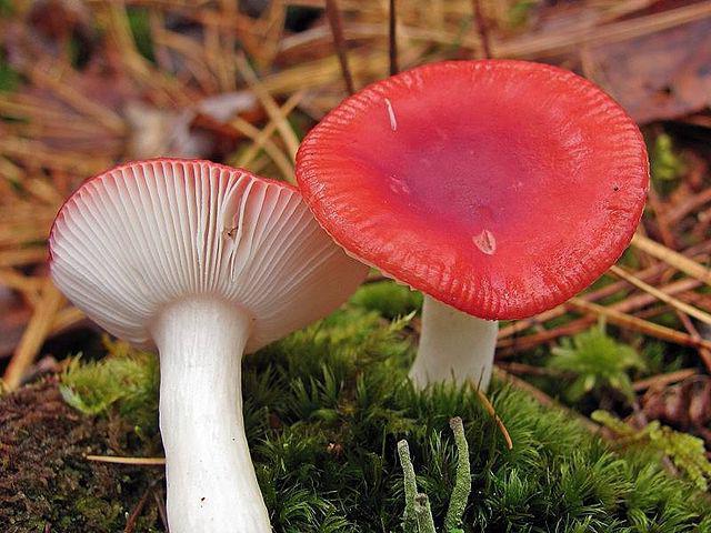 combien cuire russula