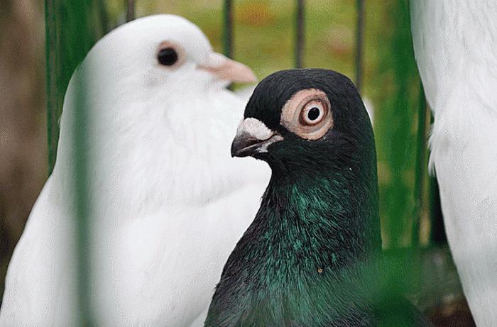 Les pigeons Nikolaev sont des oiseaux appréciés dans le monde entier