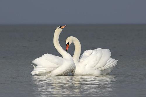  une nouvelle analyse ne tire pas sur des cygnes blancs