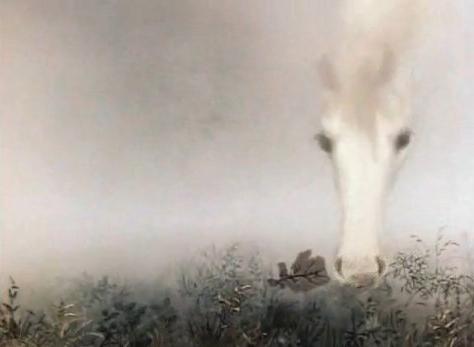 ce qui cherchait un hérisson dans le brouillard