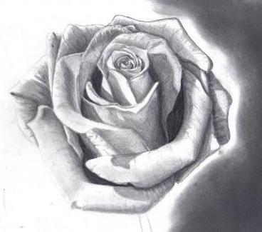 Vous voulez apprendre à dessiner une rose avec des crayons?