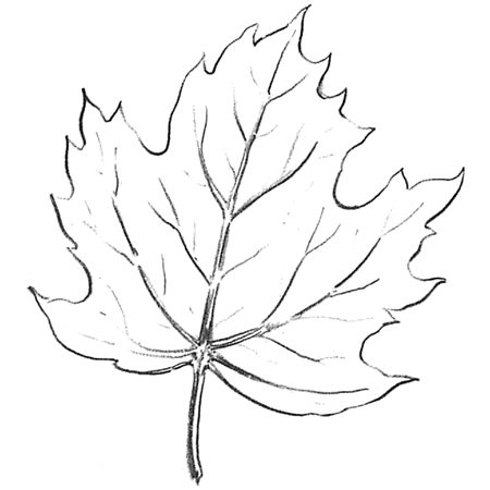 Comment dessiner une feuille d'érable?