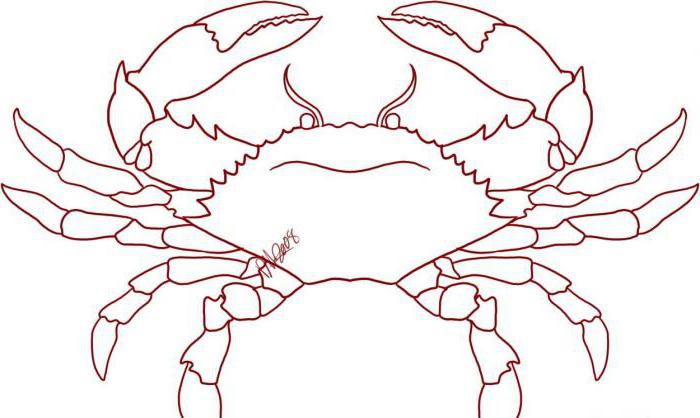 Comment dessiner un crabe - instructions détaillées