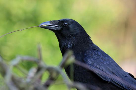 examen du moineau échevelé 