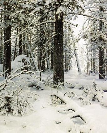 Chefs-d'œuvre des peintres russes: une description de la peinture de Shishkin "Winter"