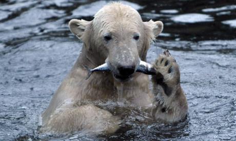 Et comment et où vit l'ours polaire?