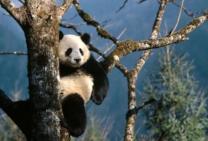 Savez-vous où vit le panda?
