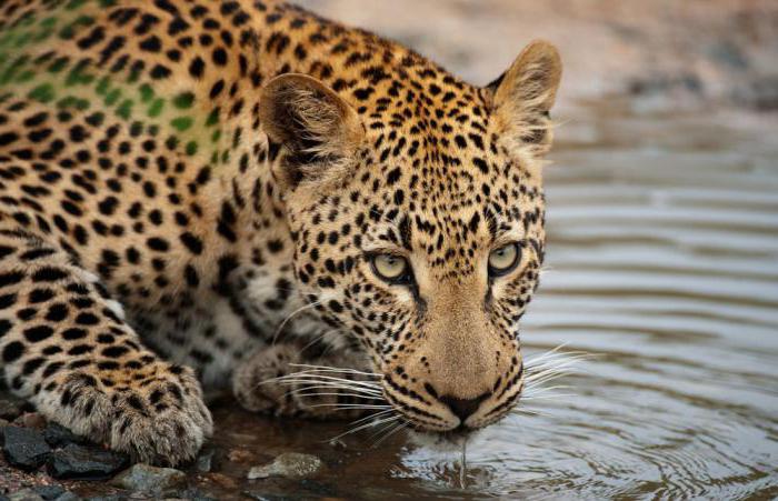 Léopard d'Afrique: habitat, habitudes, description, nature de l'animal