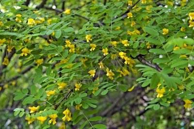 Acacia jaune