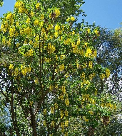 acacia jaune