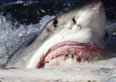 Requins-cannibales: causes des attaques et géographie de l'habitat. Quels requins attaquent le plus souvent les gens?