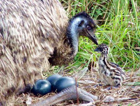 photo d'autruche australienne