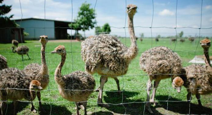 Soins et entretien des autruches australiennes