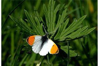 Papillon papillon: photo et description