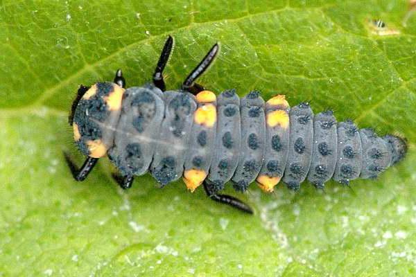 ravageur de coccinelle à sept pointes ou non