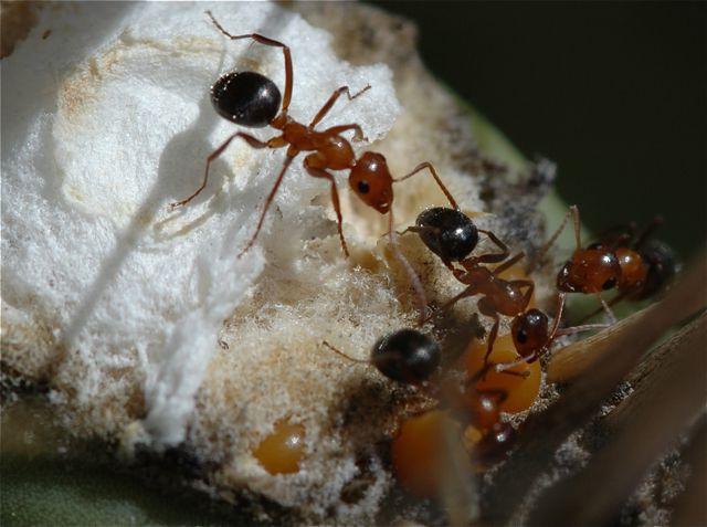 Qu'est-ce que les fourmis mangent dans la nature?