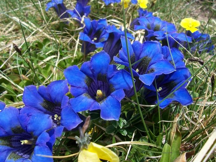 Qu'est-ce que la flore? Nous allons découvrir!