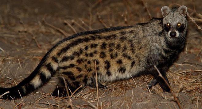 Civet Africaine