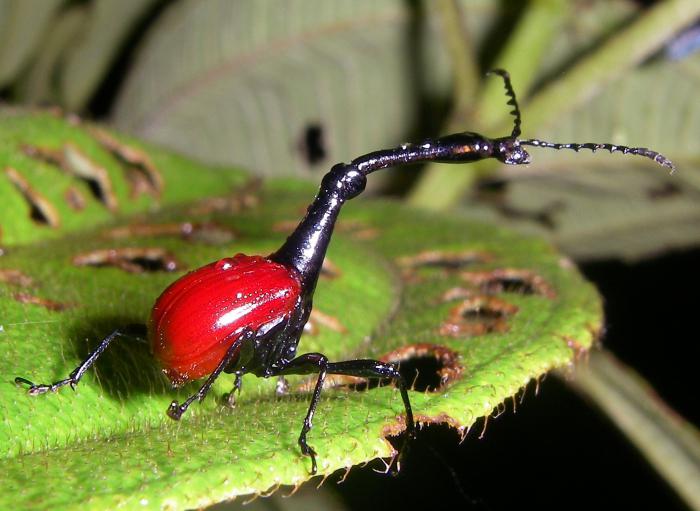 Weevil-charançon. À quoi ressemble un coléoptère girafe?