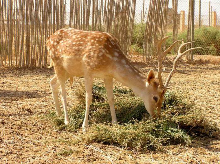 Cerfs européens: photo, description, style de vie