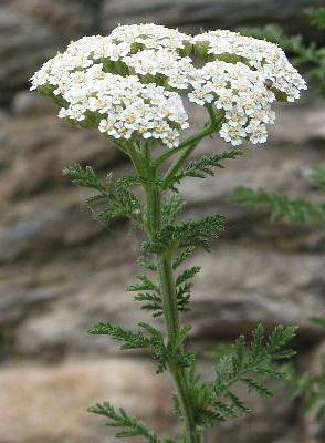 Où pousse l'achillée? Espèces, description et photos des plantes