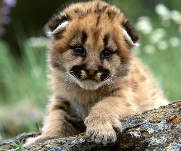 lion de montagne gros chat