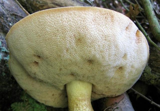 Champignon bilieux: description et photo