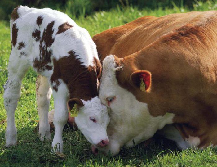 comment prendre naissance dans une vache domestique 