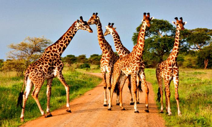 comment dorment les girafes 