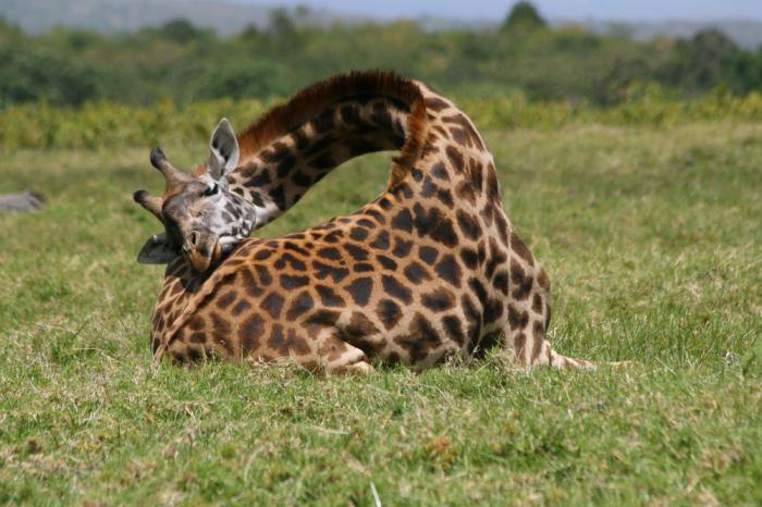 dans quelle position la girafe dort-elle?