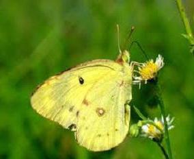 A quoi ressemble un papillon de citronnier?